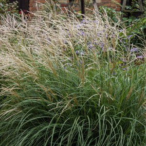 Miskant chiński (Miscanthus sinensis) Punktchen zdjęcie 3