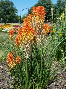 Trytoma (Kniphofia) Poco Sunset zdjęcie 3