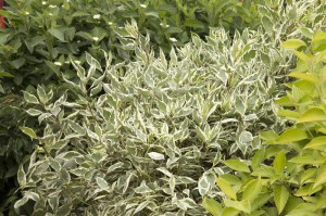 Dereń biały (Cornus alba) Elegantissima c2 zdjęcie 3