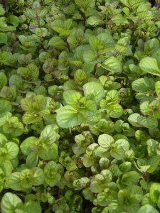 'Mięta pomarańczowa (Mentha piperata) zdjęcie 3' Mięta pomarańczowa (Mentha piperata) zdjęcie 3