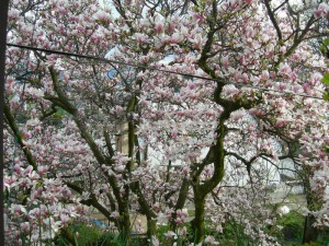 Magnolia pośrednia (Magnolia soulangeana) Alexandrina c12 zdjęcie 3