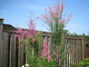 Tamaryszek rozgałęziony (Tamarix ramosissima) Rubra c2 zdjęcie 1