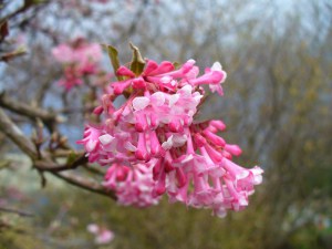 Kalina bodneńska (Viburnum bodnanense) Dawn zdjęcie 3
