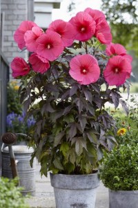 Hibiskus bylinowy (Hibiscus moscheutos) Carousel Pink Passion zdjęcie 3