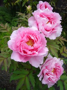 Piwonia drzewiasta (Paeonia suffruticosa) odm. chińska różowa zdjęcie 5