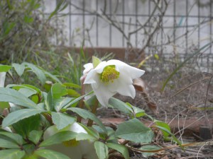 Ciemiernik biały (Helleborus niger) zdjęcie 3