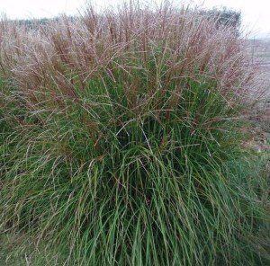 Miskant chiński (Miscanthus chinensis) Kleine Fontane zdjęcie 3