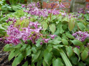 Epimedium wielkokwiatowe (Epimedium grandiflorum) Lilafee zdjęcie 3