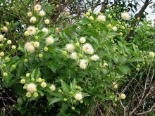 Guzikowiec (Cephalanthus occidentalis) rośliny ozdobne kwitnące na biało