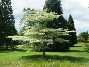 Dereń pagodowy (Cornus controversa) Variegata c4 zdjęcie 3