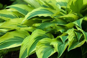 Funkia (Hosta) Lakeside Dragonfly sadzonka 2