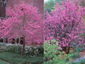 Judaszowiec kanadyjski (Cercis canad.) c1 zdjęcie 3