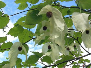 Dawidia chińska (Davidia involucrata) zdjęcie 2
