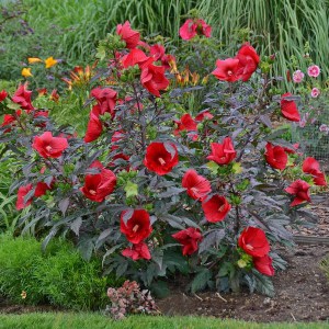Hibiskus bylinowy (Hibiscus moscheutos) Midnight Marvel zdjęcie 1