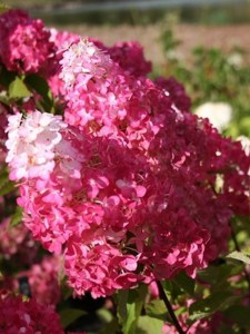 Hortensja bukietowa (Hydrangea) Fraise Melba na pniu c4 zdjęcie 1