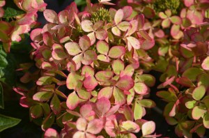 Hortensja bukietowa Pastelgreen Hydrangea c5 zdjęcie 2