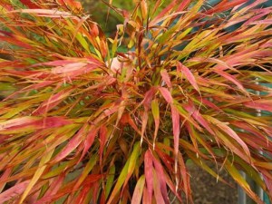 Trawa bambusowa (Hakonechloa macra) Nicolas zdjęcie 6