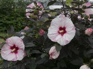 Hibiskus bylinowy (Hibiscus moscheutos) Perfect Storm zdjęcie 3