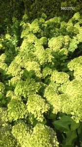 Hortensja bukietowa (Hydrangea) Mojito c2 zdjęcie 3