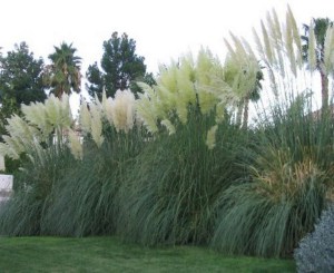 Trawa pampasowa biała (Cortaderia) Pumila zdjęcie 3