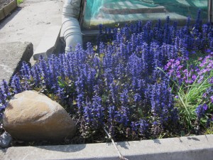 Dąbrówka rozłogowa (Ajuga reptans) zdjęcie 2