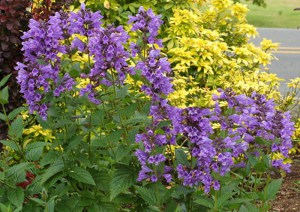 Kocimiętka (Nepeta racemosa) Blue Dragon sadzonka zdjęcie 2