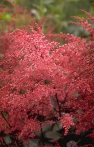 Tawułka pojedynczolistna (Astilbe simplicifolia) Aphrodite c2 zdjęcie 2