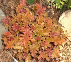 Żurawka (Heuchera) Marmalade zdjęcie 3