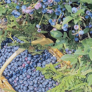 Borówka amerykańska Bluejay zdjęcie 2
