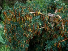 Karagana syberyjska (Caragana arborescens) Pendula na pniu c2 zdjęcie 2