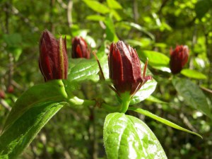 Kielichowiec wonny (Calycanthus floridus) c2 zdjęcie 3