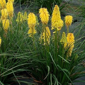 Trytoma (Kniphofia) Poco Yellow zdjęcie 3