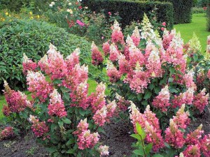 Hortensja bukietowa (Hydrangea) Pinky Winky c3 zdjęcie 2