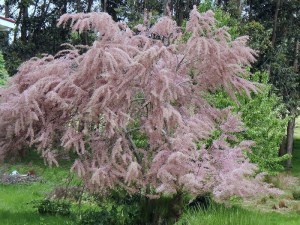 Tamaryszek czteropręcikowy, tamaryszek drobnokwiatowy (Tamarix parviflora) c2 zdjęcie 3