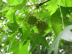 Ambrowiec amerykański (Liquidambar) c3 zdjęcie 3