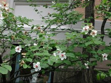 Magnolia Siebolda (Magnolia sieboldii) c5 zdjęcie 2