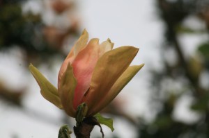 Magnolia Flamingo c3 zdjęcie 3