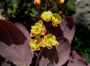 Berberys (Berberis) Atropurpurea Nana c2 zdjęcie 3