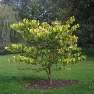 Judaszowiec kanadyjski (Cercis canadensis) Melon Beauty c4 zdjęcie 3