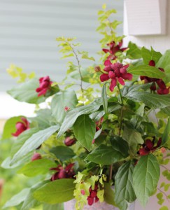 Kielichowiec (Calycanthus) Aphrodite c3 zdjęcie 3