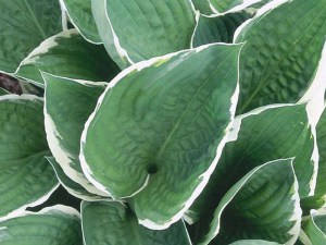 Funkia (Hosta) Francee sadzonka zdjęcie 2