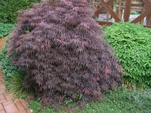 Klon palmowy szczepiony (Acer) Disectum Garnet c4 zdjęcie 2