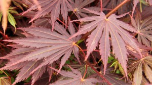 Klon Shirasawy (Acer shirasawum) Jasemin c3 zdjęcie 3