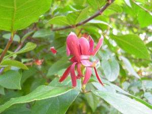 Kielichowiec wonny (Calycanthus floridus) c2 zdjęcie 9