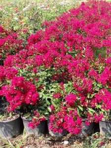 Lagerstremia indyjska (Lagerostroemia indica) Petite Red c5 zdjęcie 4