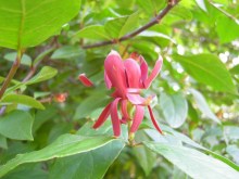 Kielichowiec wonny czerwony (Calycanthus) zdjęcie 8