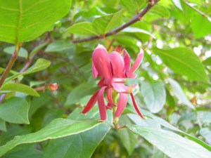 Kielichowiec wonny (Calycanthus floridus) c5 zdjęcie 8