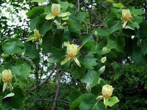 Tulipanowiec amerykański (Liriodendron) sadzonka zdjęcie 5