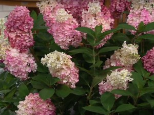 Hortensja bukietowa (Hydrangea paniculata) Mega Mindy c3 zdjęcie 3