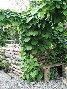 Kokornak wielkolistny (Aristolocha macrophylla) zdjęcie 3